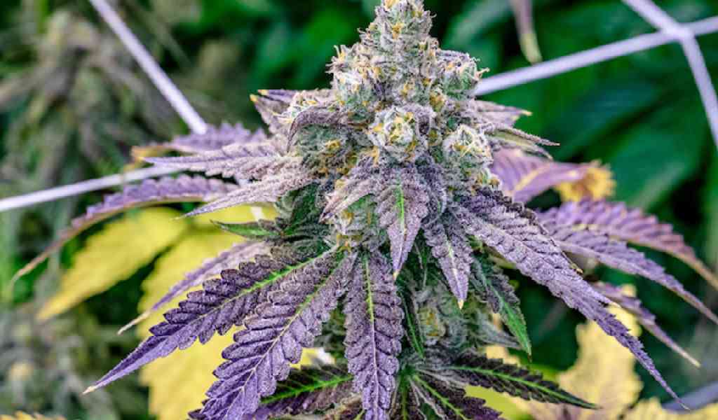 Сколько существует сортов марихуаны крестьяне выращивали коноплю
