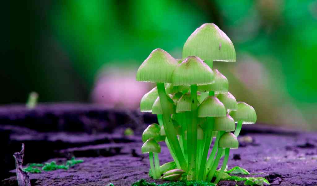 Галлюциногенные грибы как влияют