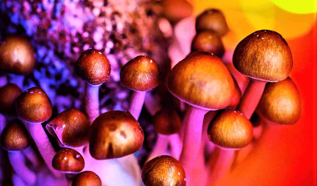 Галлюциногенные грибы как действуют
