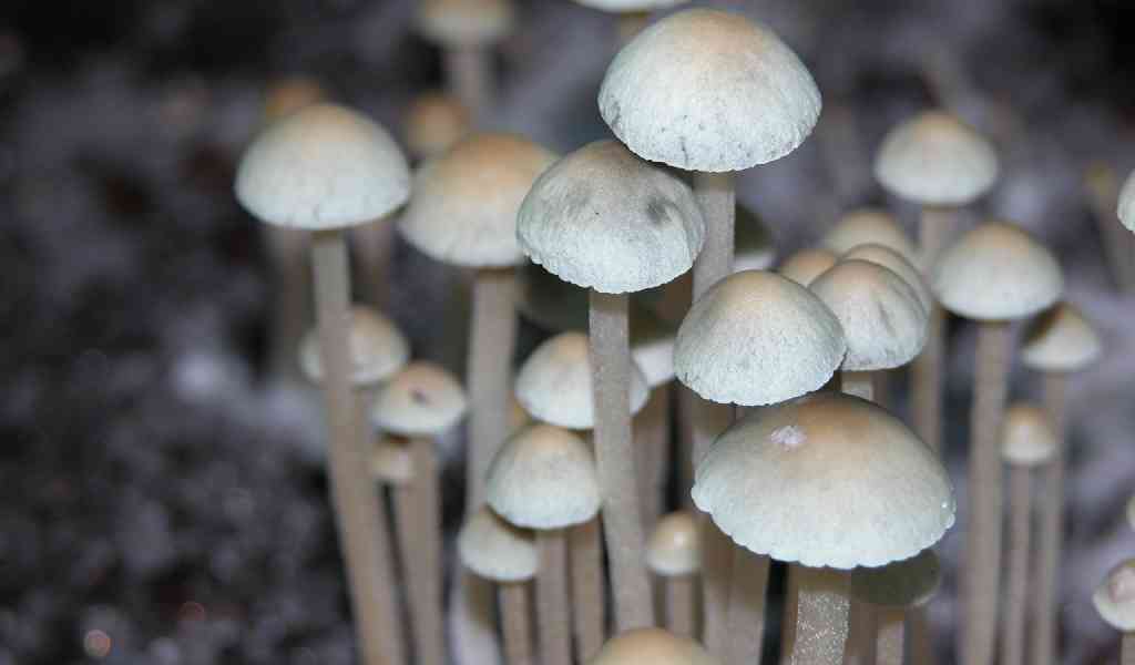 Галлюциногенные грибы последствия употребления