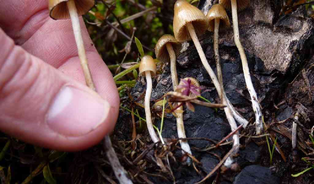 Галлюциногенные грибы опасность употребления