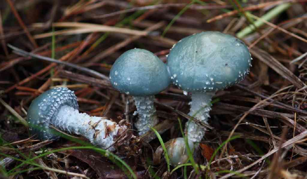 Галлюциногенные грибы как выглядят